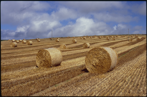 Two weighty golden haybales lie in the foreground of a newly harvested field, the field appears striped and dotted with haybales in the distance, far off two telegpaph poles peirce the skyline, all this shape and form under a blue sky filled with rising clouds