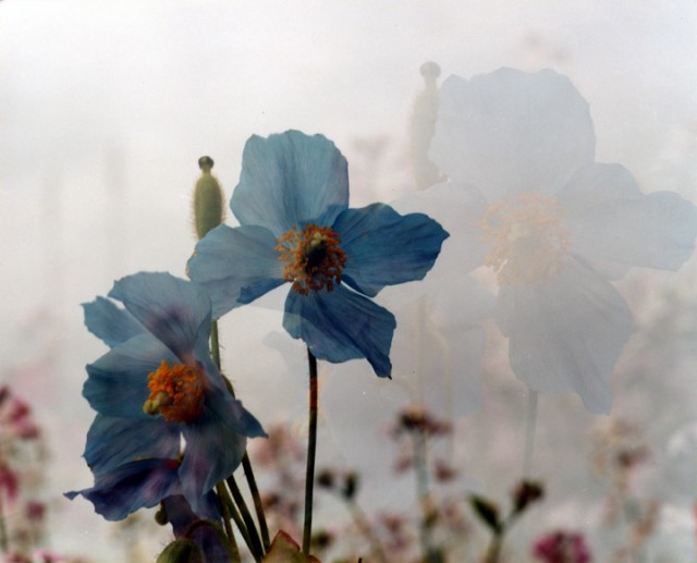 Blue poppies elegant and suprsingly blue are echoed in aghost image of themselves behind them in this double exposure image.