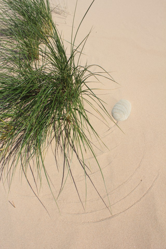 Beach grass blown scribes lines in the sand, a white pebble sits like a gem.