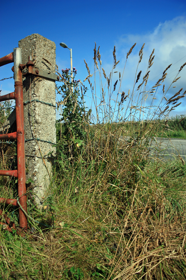 A gatepost holding a brick-red gate sit on the left of the image, the photograph however belongs to the spiking grasses growing to the height of the post.