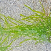 Impossibly green strands of seaweed wave gently in shallow clear water over shell rich sand.