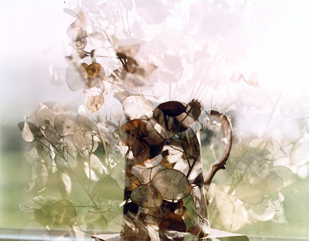 A double exposure of honesty in a vase, the transluscent seed heads creating the outline of the jug's handle.